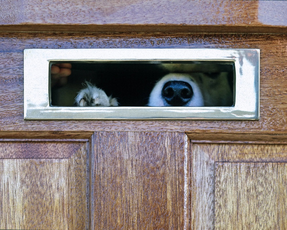 Dog waiting at post box for school bus pass